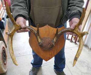 lot 180 image: Mounted Deer Antlers