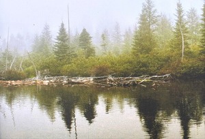 lot 98 image: Morning Mood Framed Photographic Print by Mitchell S. Myers