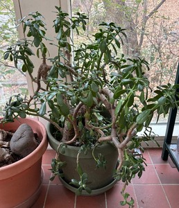 lot 135 image: Two Gorgeous Green House Plants