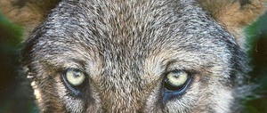 lot 148 image: Framed Wildlife Photograph Print