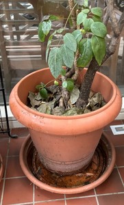 lot 157 image: Variety of Potted Plants