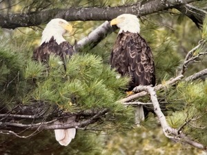 lot 102 image: Professionally Framed Jim McKeown Eagle Photograph