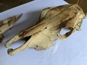 lot 333 image: Big Bones Mancave Deco