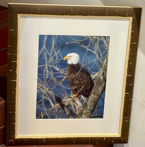 lot 192 image: Framed Eagle Photograph by Jim McKeown entitled Fluffy Head