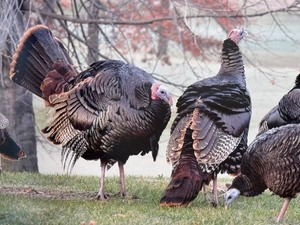 lot 198 image: Framed David Woessner Photography, Wild Turkeys
