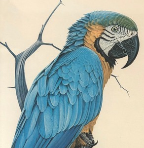 lot 481 image: Blue and Gold Macaw Limited Edition Framed Print by Richard Evans Younger