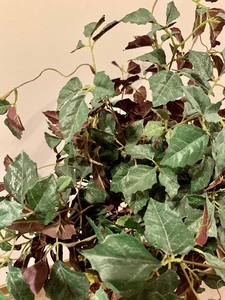 lot 71 image: Decorative Faux Tree  Plant in Wicker Planter