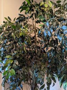 lot 298 image: Potted Faux Ficus Tree