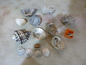 lot 70 image: Rocks and Shells