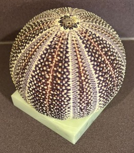 lot 122 image: Stunning Sea Urchin on Marble Base