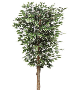 6ft Artificial Silk Ficus Tree