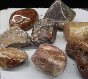 POLISHED AGETES