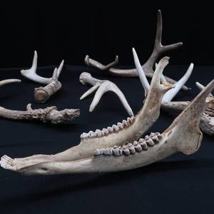 ASSORTED DEER HORNS PLUS
