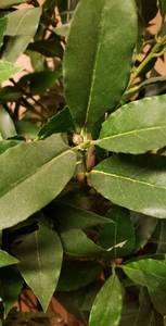lot 28 image: Artificial Floor Laurel Ball Plant - It Looks Real