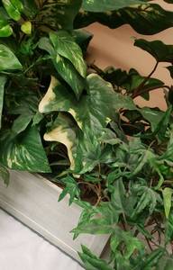 lot 105 image: Artificial Plant with a Large Variety of Plants