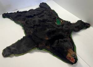 lot 252 image: Antique Bear Skin Rug (Needs Some Repairs)