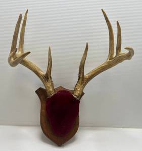 lot 253 image: Vintage 9 Point Whitetail Antler Mount