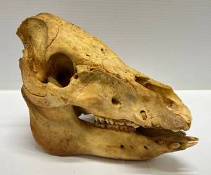 lot 254 image: Vintage Pig Skull
