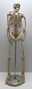 lot 63 image: Vintage 33 Medical Skeleton With Advertisement Stand