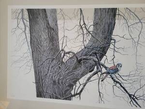 lot 30 image: Winter Elm - American Kestrel By Robert Bateman. Framed & Signed Limited Edition 412 of 950