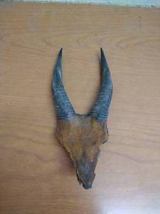 lot 63 image: Animal Horns