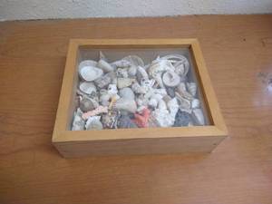 lot 92 image: Wooden Glass Front Box With Seashells