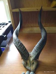 lot 197 image: Antelope Horns