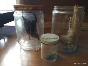 lot 199 image: Fossil Collection, Stingray Egg, And Bones