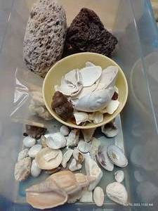 lot 412 image: Sea Shells, Pumice, Etc.