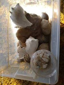 lot 683 image: Box of Big Shells & Jar of Chrystals