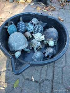 lot 878 image: Lot of (12) Small Garden Turtles