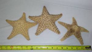 lot 179 image: Authentic Star Fish Skeletons.