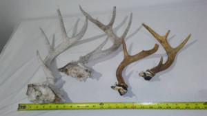 lot 202 image: Deer Antlers (2 pair)