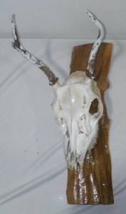 lot 204 image: Deer Buck Mount Skelton.