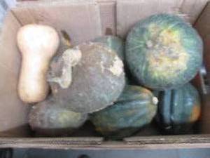 lot 23 image: Box of Assorted Winter Squash...