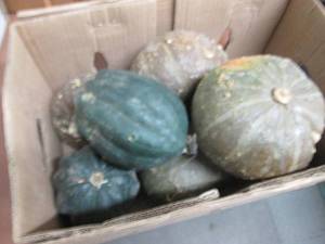 lot 24 image: Box of Assorted Winter Squash...