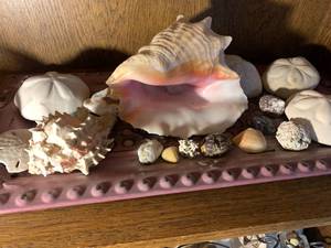 lot 113A image: Seashells from the Seashore