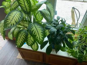 lot 186 image: 4 Houseplants