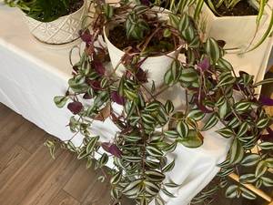 lot 187 image: Assorted Houseplants