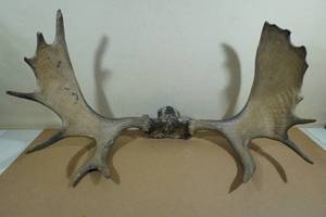 lot 133 image: Minnesota Moose Antlers - About 40 Spread
