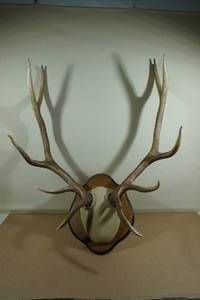 lot 134 image: Colorado Bull Elk Antlers - 5x5 Point