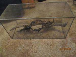 lot 86 image: Encased Taxidermy Malaysian Giant Scorpions in battle on driftwood