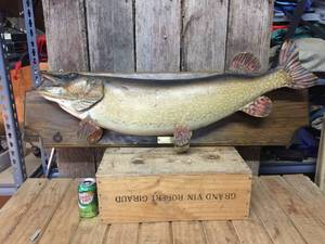 Vintage Large Northern Fish Mount - The Krug