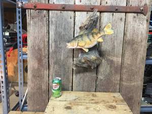 Nice Jumbo Perch Fish Mount