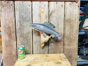 Grayling Fish Mount