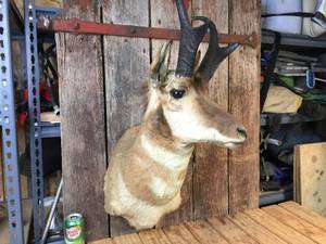 Pronghorn Head Mount