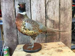 Standing Rooster Pheasant Mount