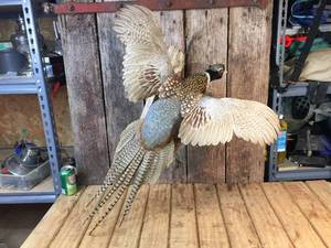 Flying Rooster Pheasant Wall Mount