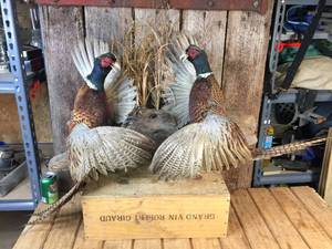 Dueling Rooster Pheasants