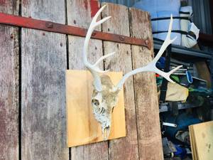 Deer Skull - Antler Mount